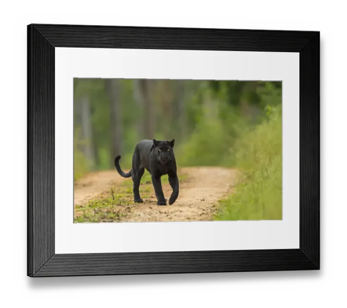 Framed Print : Melanistic leopard  /  Black panther (Panthera pardus) on territorial patrol on track