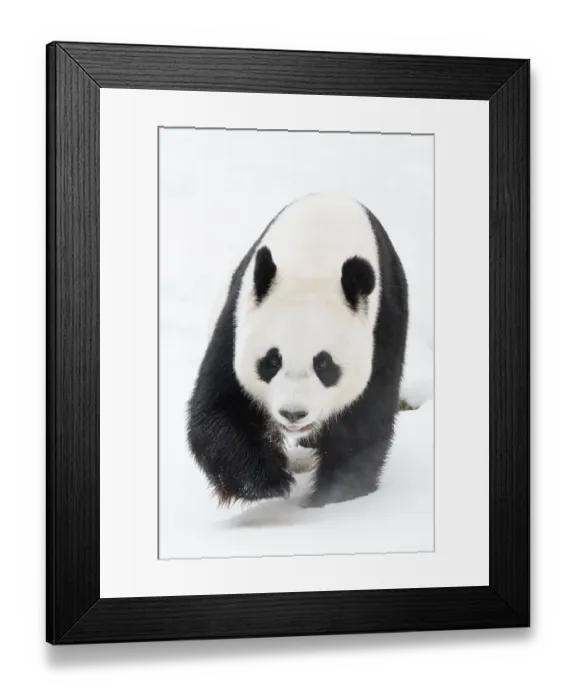 Framed Print : Giant panda (Ailuropoda melanoleuca) in snow, captive Framed Print : Giant panda (Ailuropoda melanoleuca) in snow, captive