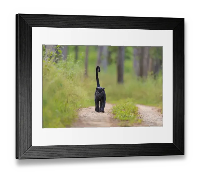 Framed Print : Melanistic leopard / Black panther (Panthera pardus) on territorial patrol on track Framed Print : Melanistic leopard / Black panther (Panthera pardus) on territorial patrol on track