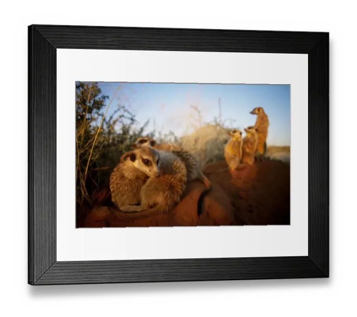Framed Print : Meerkat family group at burrow {Suricata suricatta} Tswalu Kalahari Reserve South Africa Framed Print : Meerkat family group at burrow {Suricata suricatta} Tswalu Kalahari Reserve South Africa