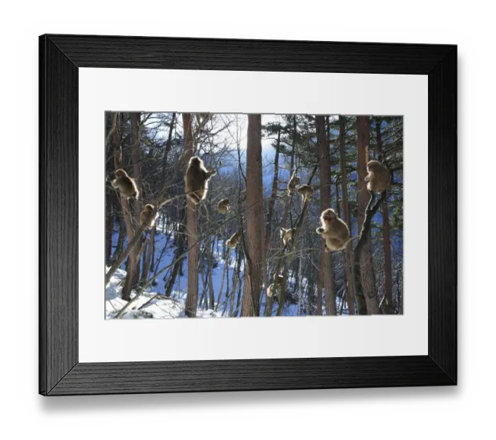 Framed Print : Japanese macaque / Snow monkey {Macaca fuscata} young monkeys playing in the sunshine in the trees Framed Print : Japanese macaque / Snow monkey {Macaca fuscata} young monkeys playing in the sunshine in the trees