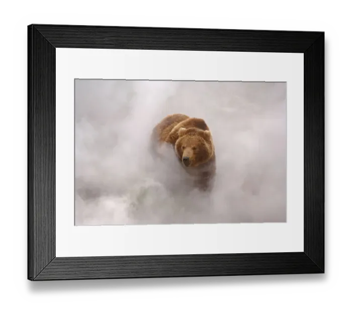 Framed Print : Brown bear {Ursus arctos} enjoys hot steam from a geyser in Valley of the Geysers Framed Print : Brown bear {Ursus arctos} enjoys hot steam from a geyser in Valley of the Geysers