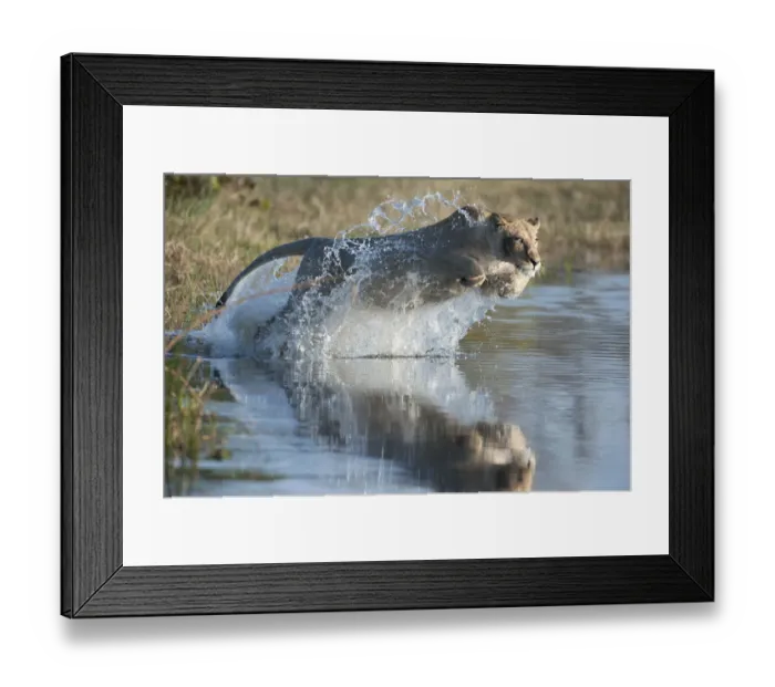 Framed Print : Female African lion (Panthera leo) jumping in to the Khwai river, Okavango Delta Framed Print : Female African lion (Panthera leo) jumping in to the Khwai river, Okavango Delta