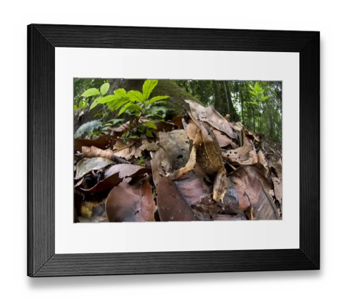 Framed Print : Bornean horned frog (Megophrys nasuta) amongst leaf-litter on forest floor. Danum Valley Framed Print : Bornean horned frog (Megophrys nasuta) amongst leaf-litter on forest floor. Danum Valley