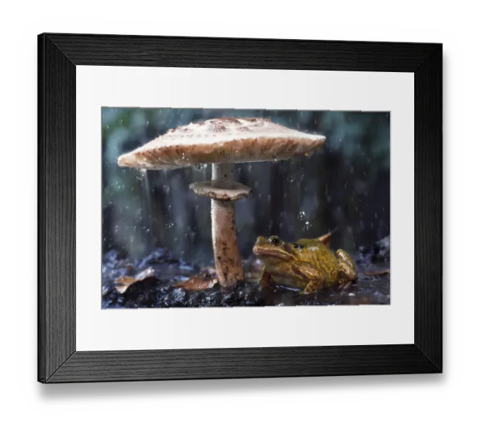 Framed Print : Common frog (Rana temporaria) sheltering from rain under toadstool (Macrolepiota Framed Print : Common frog (Rana temporaria) sheltering from rain under toadstool (Macrolepiota