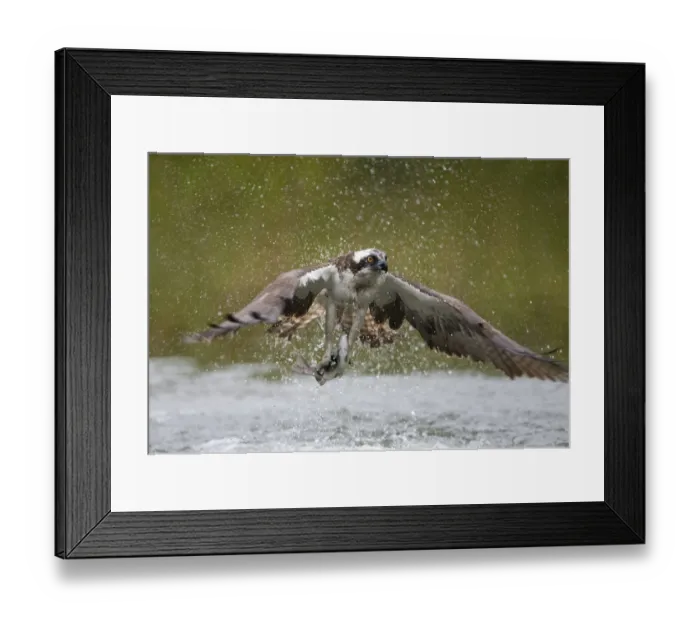 Framed Print : Osprey (Pandion haliaetus) fishing, Kangasala, Finland, August 2009 Framed Print : Osprey (Pandion haliaetus) fishing, Kangasala, Finland, August 2009