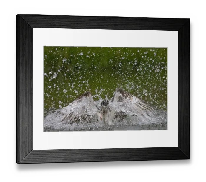 Framed Print : Osprey (Pandion haliaetus) fishing, Kangasala, Finland, August 2009 Framed Print : Osprey (Pandion haliaetus) fishing, Kangasala, Finland, August 2009