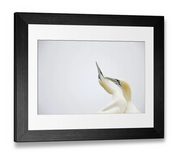 Framed Print : Gannet (Morus bassanus) courtship, Saltee Islands, County Wexford, Ireland, June 2009 Framed Print : Gannet (Morus bassanus) courtship, Saltee Islands, County Wexford, Ireland, June 2009