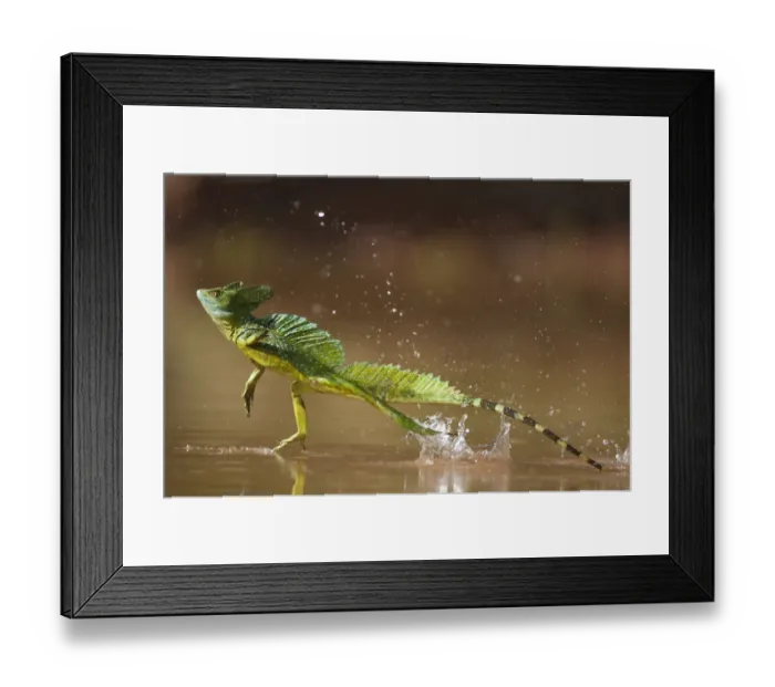 Framed Print : Green / Double-crested basilisk (Basiliscus plumifrons) running across water surface Framed Print : Green / Double-crested basilisk (Basiliscus plumifrons) running across water surface
