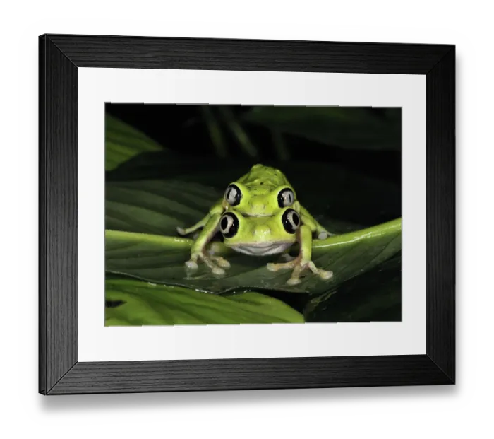 Framed Print : Lemur leaf frog (Hylomantis lemur) mating pair, captive, Critically endangered Framed Print : Lemur leaf frog (Hylomantis lemur) mating pair, captive, Critically endangered
