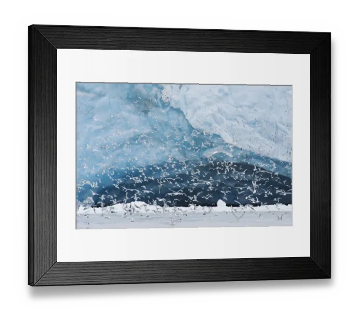 Framed Print : Kittiwake (Rissa tridactyla) flock feeding in from of the Monaco Glacier, Leifdefjord Framed Print : Kittiwake (Rissa tridactyla) flock feeding in from of the Monaco Glacier, Leifdefjord