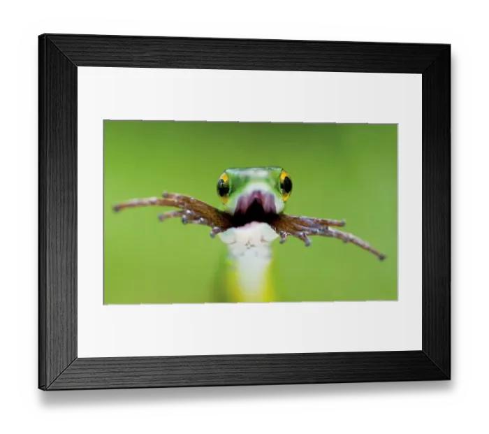 Framed Print : Head portrait of Satiny Parrot snake (Leptophis depressirostris) swallowing frog Framed Print : Head portrait of Satiny Parrot snake (Leptophis depressirostris) swallowing frog