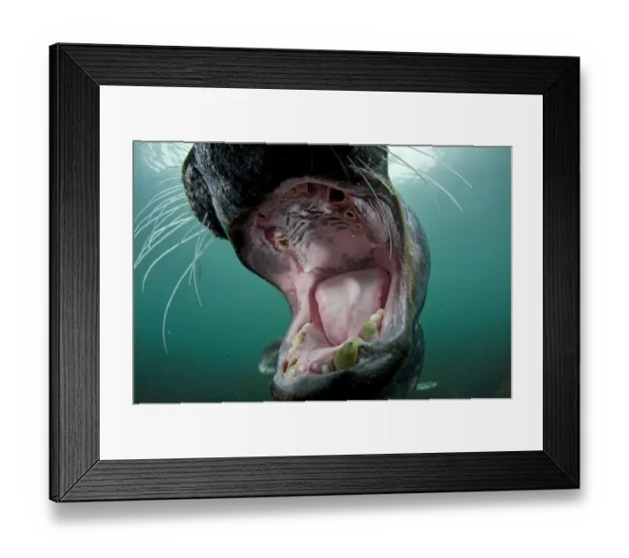 Framed Print : Old male Grey seal (Halichoerus grypus) with mouth wide open showing worn teeth, Lundy Island Framed Print : Old male Grey seal (Halichoerus grypus) with mouth wide open showing worn teeth, Lundy Island