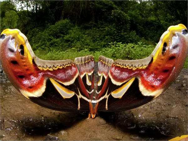 Edwards Atlas Moth (Attacus edwardsii) in defensive posture, Bhutan, June