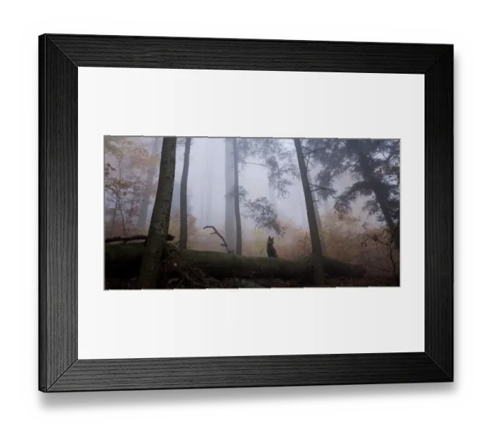 Framed Print : Red Fox (Vulpes vulpes) sitting on a fallen tree in misty woodland, Black Forest, Germany Framed Print : Red Fox (Vulpes vulpes) sitting on a fallen tree in misty woodland, Black Forest, Germany