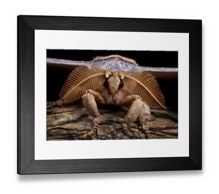 Framed Print : Assam silkmoth (Antheraea assamensis) male, close up showing feather-like antennae Framed Print : Assam silkmoth (Antheraea assamensis) male, close up showing feather-like antennae
