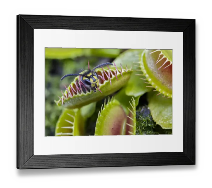 Framed Print : Common wasp (Vespa vulgaris) caught in a Venus flytrap (Dionaea muscipula), cultivated Framed Print : Common wasp (Vespa vulgaris) caught in a Venus flytrap (Dionaea muscipula), cultivated