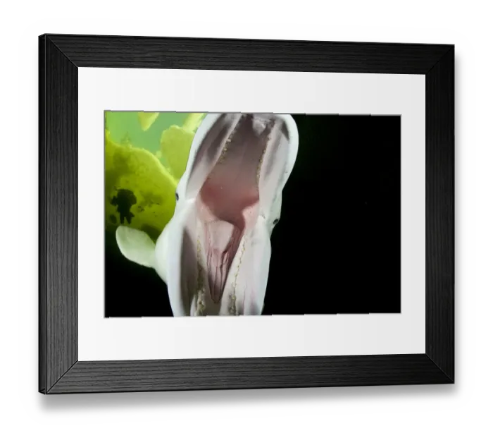 Framed Print : Beluga whale (Delphinapterus leucas) play biting camera, Arctic circle Dive Center Framed Print : Beluga whale (Delphinapterus leucas) play biting camera, Arctic circle Dive Center