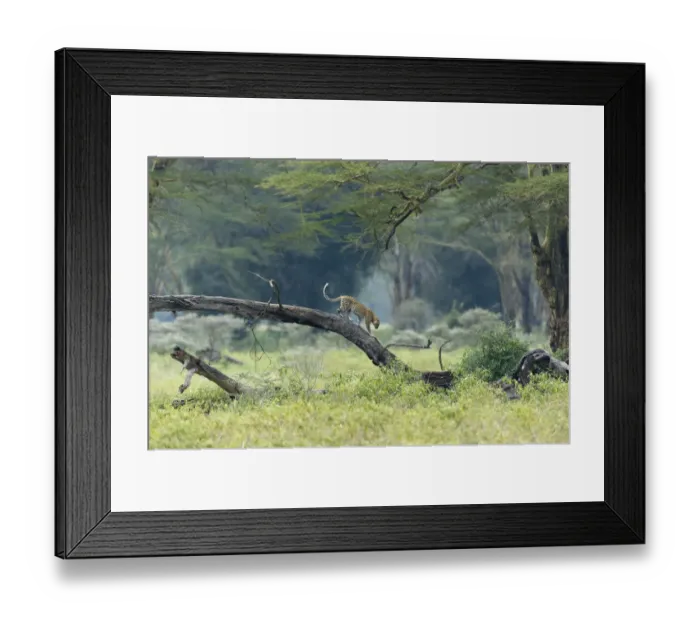 Framed Print : Leopard (Panthera pardus) male climbing on fallen tree, , Nakuru national park, Kenya Framed Print : Leopard (Panthera pardus) male climbing on fallen tree, , Nakuru national park, Kenya