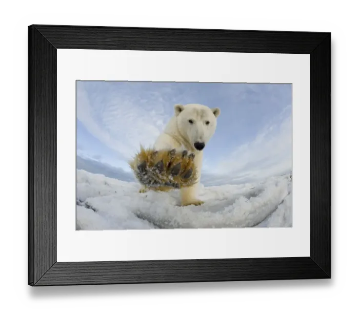 Framed Print : Polar bear (Ursus maritimus) investigating camera and batting it with paw, on pack Framed Print : Polar bear (Ursus maritimus) investigating camera and batting it with paw, on pack