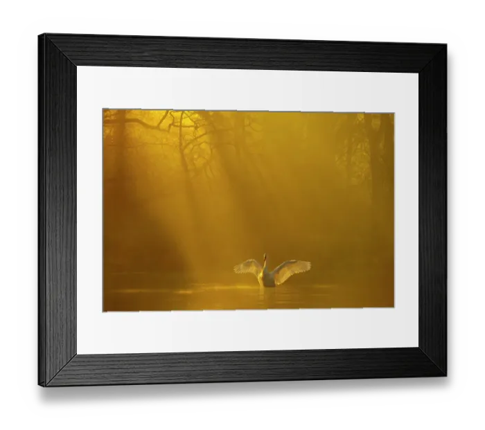 Framed Print : Mute swan (Cygnus olor) stretching its wings backlit at dawn, Poynton, Cheshire, UK, December Framed Print : Mute swan (Cygnus olor) stretching its wings backlit at dawn, Poynton, Cheshire, UK, December