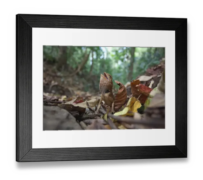 Framed Print : Emma Grays Forest Lizard (Calotes emma) in threat display, Xishuangbanna National Framed Print : Emma Grays Forest Lizard (Calotes emma) in threat display, Xishuangbanna National