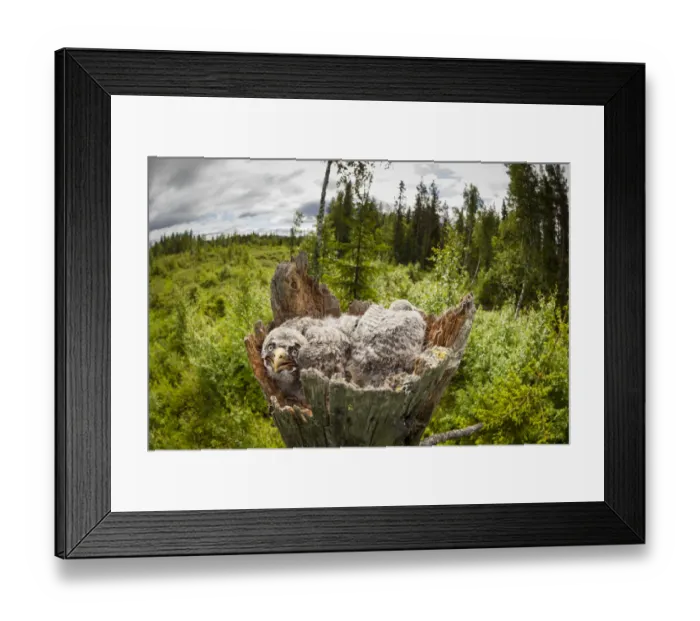 Framed Print : Great Grey Owl (Strix nebulosa) chicks in nest, Sweden Framed Print : Great Grey Owl (Strix nebulosa) chicks in nest, Sweden