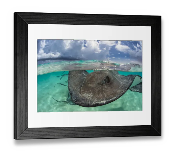 Framed Print : Southern stingray (Hypanus americanus) at the surface. Stingray City, Grand Cayman Framed Print : Southern stingray (Hypanus americanus) at the surface. Stingray City, Grand Cayman