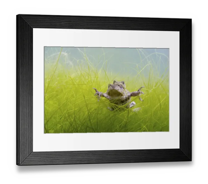 Framed Print : Pair of Common toads (Bufo bufo) in amplexus underwater, Belgium, March Framed Print : Pair of Common toads (Bufo bufo) in amplexus underwater, Belgium, March