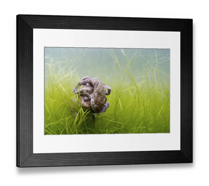 Framed Print : Common toads (Bufo bufo) in mating ball underwater, Belgium, March Framed Print : Common toads (Bufo bufo) in mating ball underwater, Belgium, March