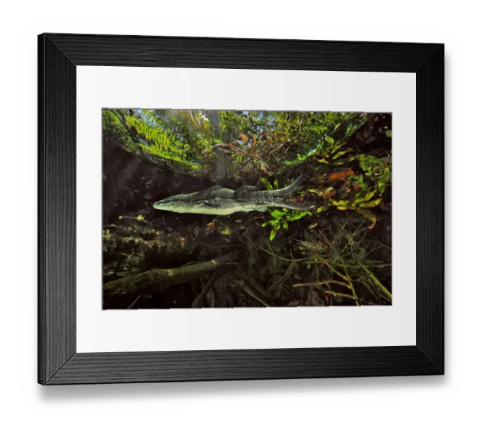 Framed Print : Morelets crocodile / Central American crocodile (Crocodylus moreletii) hiding Framed Print : Morelets crocodile / Central American crocodile (Crocodylus moreletii) hiding