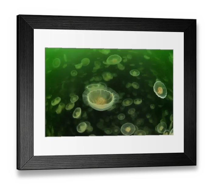 Framed Print : Multitudes of Moon jellyfish (Aurelia labiata), Alaska, USA, Gulf of Alaska Framed Print : Multitudes of Moon jellyfish (Aurelia labiata), Alaska, USA, Gulf of Alaska