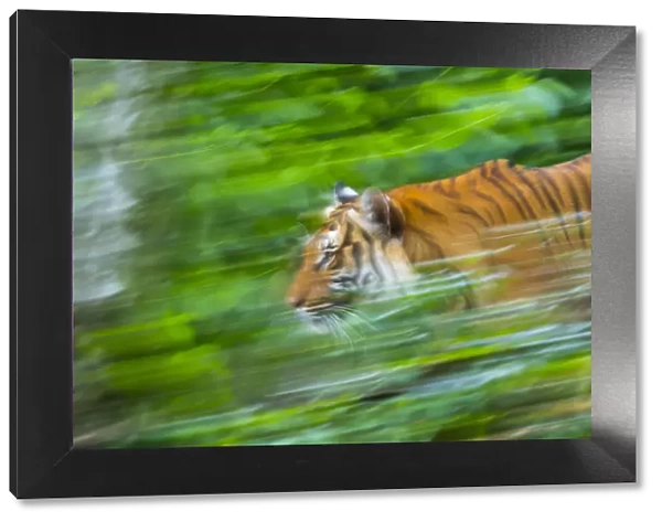 Indochinese tiger (Panthera tigris corbetti) running through plants, captive occurs