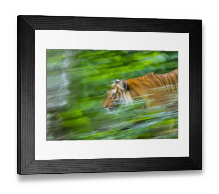 Framed Print : Indochinese tiger (Panthera tigris corbetti) running through plants, captive occurs Framed Print : Indochinese tiger (Panthera tigris corbetti) running through plants, captive occurs