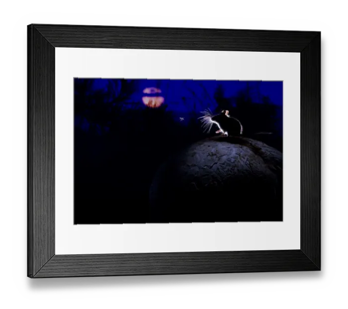 Framed Print : Deer mouse (Peromyscus maniculatus) on giant puffball mushroom, watching mosquito in the moonlight Framed Print : Deer mouse (Peromyscus maniculatus) on giant puffball mushroom, watching mosquito in the moonlight
