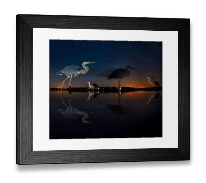 Framed Print : Herons at night on Lake Csaj, Kiskunsag National Park, Hungary. Winner of the Birds category Framed Print : Herons at night on Lake Csaj, Kiskunsag National Park, Hungary. Winner of the Birds category