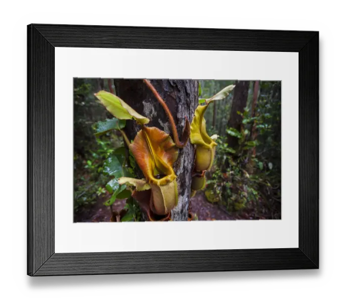 Framed Print : Large aerial pitchers of Veitchs pitcher plant (Nepenthes veitchii) growing up a tree trunk Framed Print : Large aerial pitchers of Veitchs pitcher plant (Nepenthes veitchii) growing up a tree trunk