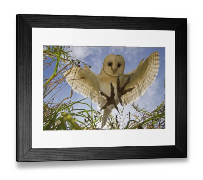 Framed Print : Barn Owl (Tyto alba) hunting / hovering, Somerset, UK, trained bird Framed Print : Barn Owl (Tyto alba) hunting / hovering, Somerset, UK, trained bird