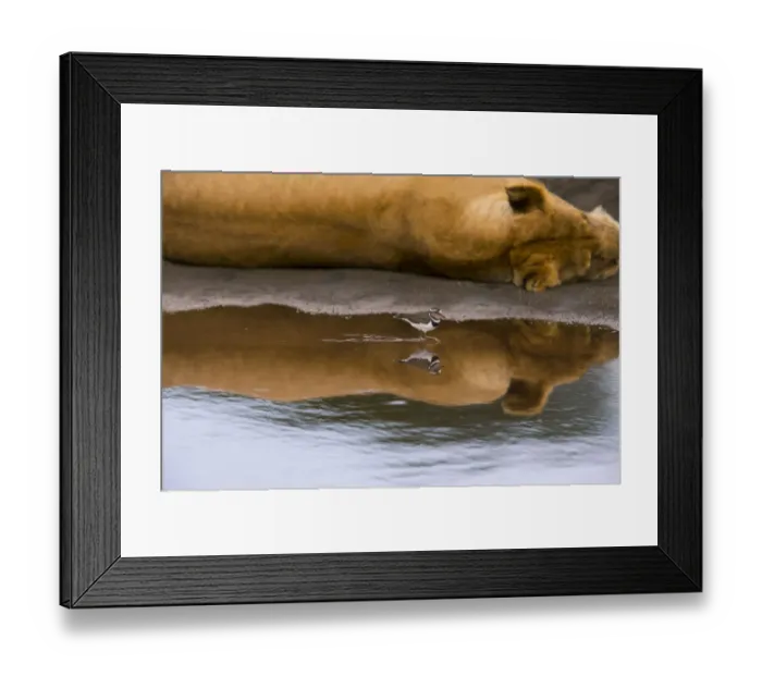 Framed Print : Three-banded plover (Charadrius tricollaris) in water, with Lion (Panthera leo) sleeping nearby Framed Print : Three-banded plover (Charadrius tricollaris) in water, with Lion (Panthera leo) sleeping nearby