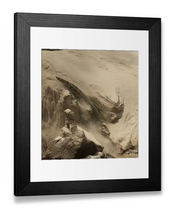 Framed Print : Nile crocodile (Crocodylus niloticus) making its way through sand to the Rufiji River Framed Print : Nile crocodile (Crocodylus niloticus) making its way through sand to the Rufiji River