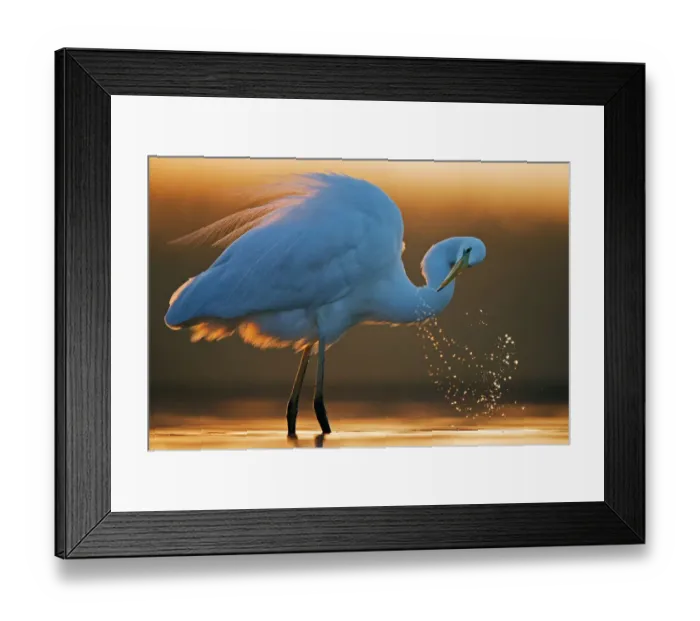 Framed Print : Great white egret (Ardea alba) splashing, Hungary, January Framed Print : Great white egret (Ardea alba) splashing, Hungary, January