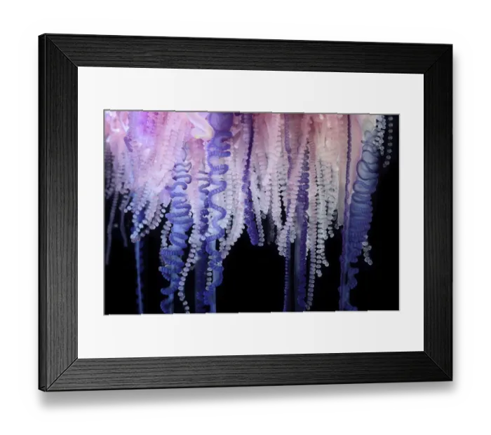 Framed Print : Portuguese Man-of-War (Physalia physalis) close up of tentacles, Sargasso Sea, Bermuda Framed Print : Portuguese Man-of-War (Physalia physalis) close up of tentacles, Sargasso Sea, Bermuda
