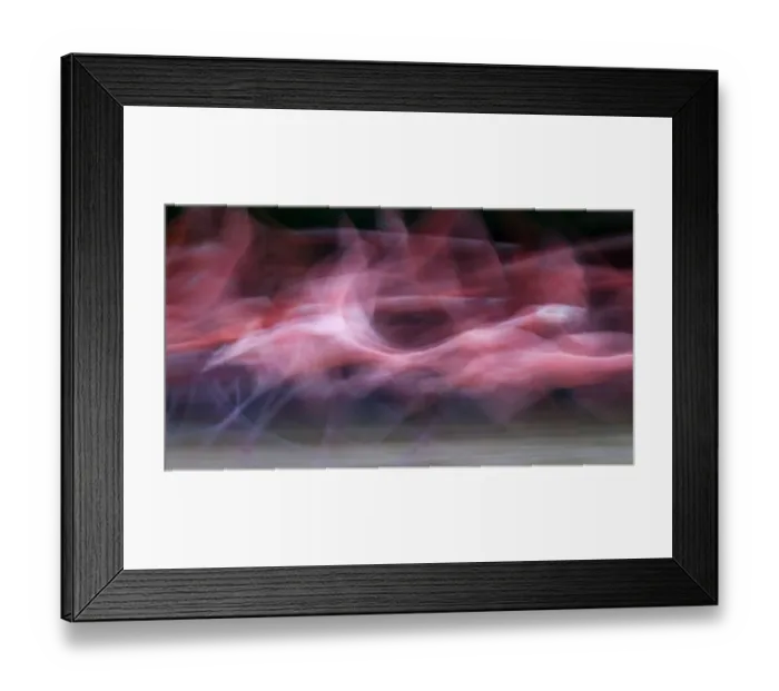 Framed Print : Caribbean flamingo (Phoenicopterus ruber) about to take off to roosting site, Ria