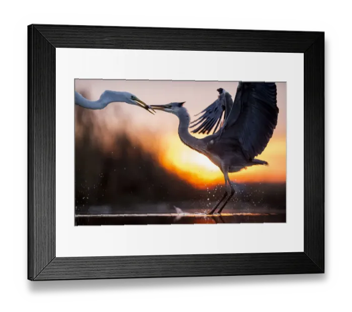 Framed Print : Grey heron (Ardea cinerea) and Great egret (Ardea alba) fighting over fish, Lake Csaj Framed Print : Grey heron (Ardea cinerea) and Great egret (Ardea alba) fighting over fish, Lake Csaj