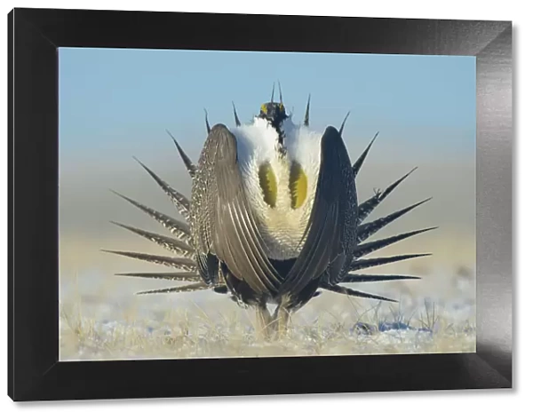 Greater sage-grouse (Centrocercus urophasianus) male displaying on a lek in snow