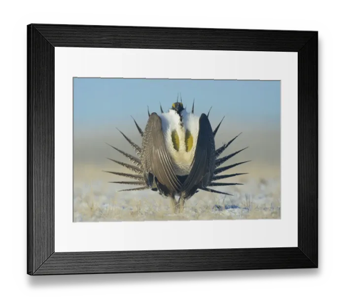 Framed Print : Greater sage-grouse (Centrocercus urophasianus) male displaying on a lek in snow Framed Print : Greater sage-grouse (Centrocercus urophasianus) male displaying on a lek in snow