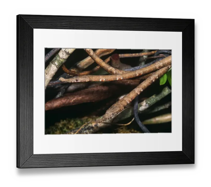 Framed Print : Two female Leaf nosed twig snakes {Langaha madagascariensis} Mantadia NP, East Madagascar
