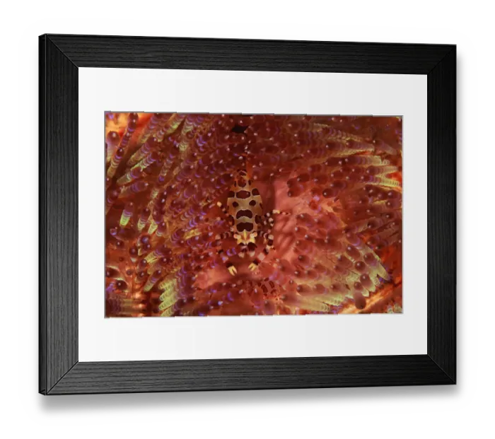 Framed Print : Sea urchin shrimp {Periclimenes colemani} on Sea urchin {Asthenosoma varium} Indonesia Framed Print : Sea urchin shrimp {Periclimenes colemani} on Sea urchin {Asthenosoma varium} Indonesia