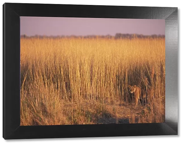Lioness in long grass {Panthera leo} Linyanti, Botswana
