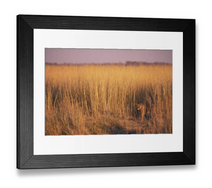 Framed Print : Lioness in long grass {Panthera leo} Linyanti, Botswana Framed Print : Lioness in long grass {Panthera leo} Linyanti, Botswana